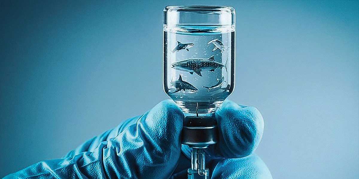 Coral Dergisi Ocak/Şubat 2021 Köpek Balığı Haberi