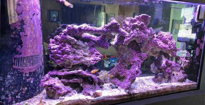 Akvaryumu kaplamış coralline Alge oluşumları