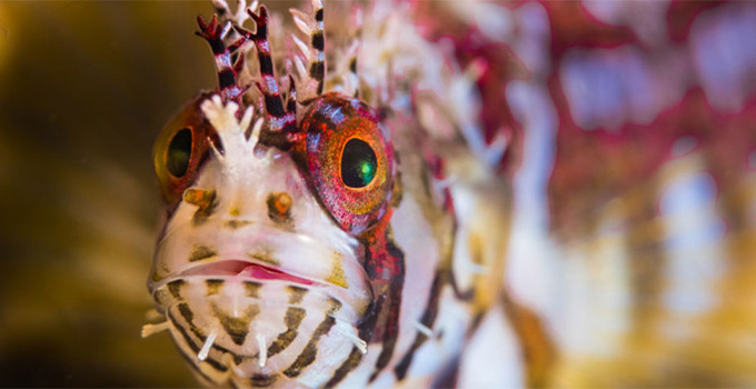 Balık Fotoğrafı Çekmek 2