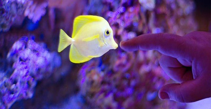 akvaryumdaki yellow tang ve bir insanın ona uzanışı