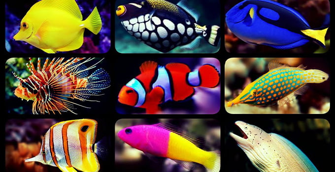 bir çok balığın bir arada kareler içinde görünüşü