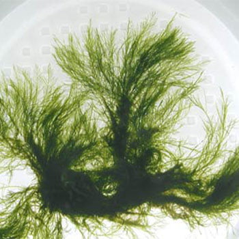kabın içinde bryopsis yosununa bir örnek