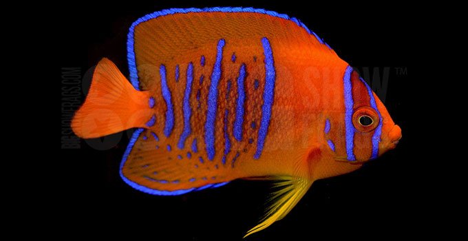 en pahalı 10 balık listesi Clarion Angelfish