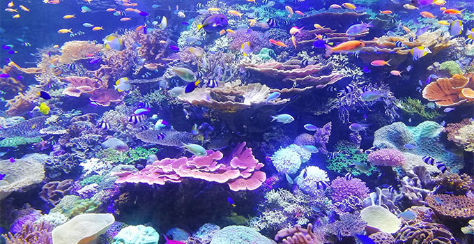 tuzlu su akvaryumlarında eser elementlerin kullanıldığı yoğun mercan ağarlıklı bir akvaryum