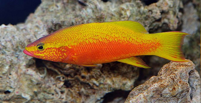 en pahalı 10 balık listesi Golden Basslet