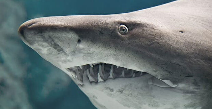 Kum köpek balığının yakından görünüşü