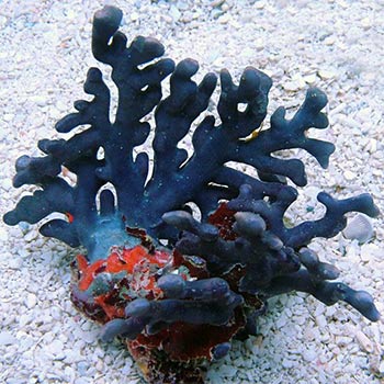 Fotosentetik Olmayan Mercanlara Örnek Lace Stick Coral