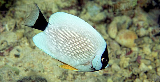 en pahalı 10 balık listesi Masked Angelfish