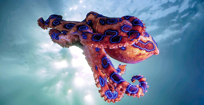 Mavi Halkalı Ahtapot