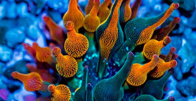 Coral Dergisi Temmuz/Ağustos Sayısı ECC firması tarafından üretilen yeni bir nexus burst anemon türü