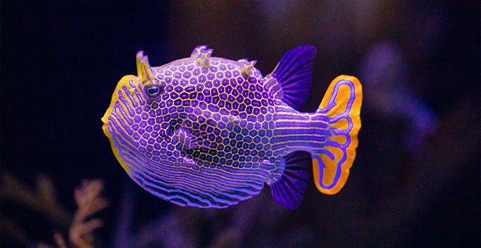 Coral Dergisi KAsım/aralık sayısı ornate boxfish incelemesi