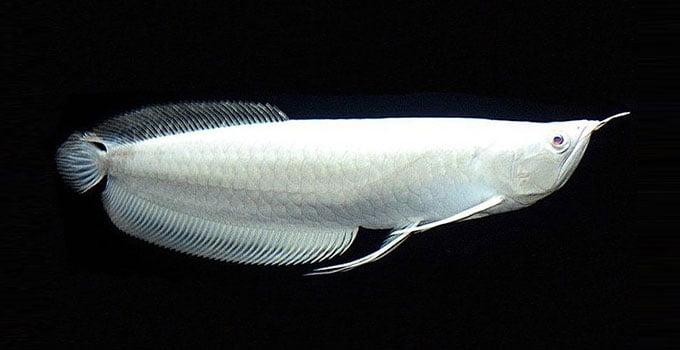 en pahalı tatlı su balığı Platin Arowana