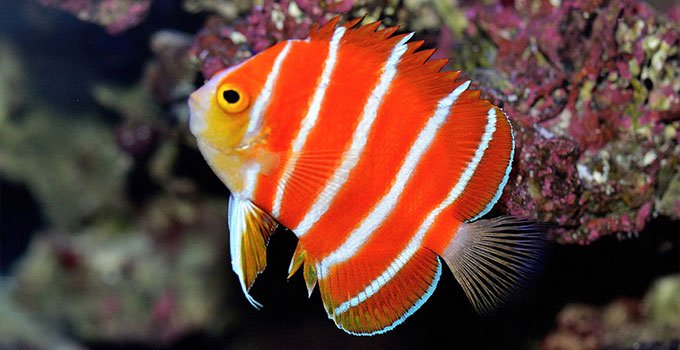 en pahalı 10 balık listesi Peppermint Angelfish