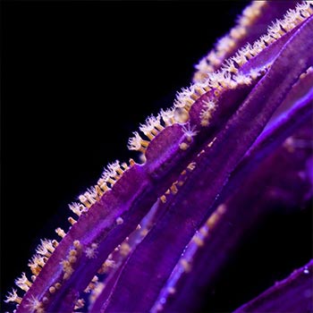 Fotosentetik Olmayan Mercanlara Örnek Purple Blade Sea Fan