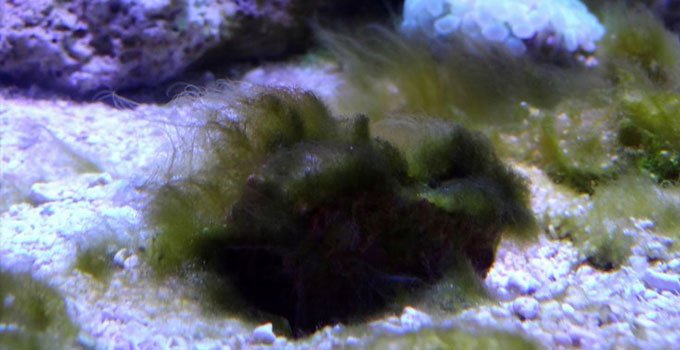 Akvaryumlarda azot döngüsünde oluşan küçük saç yosunları