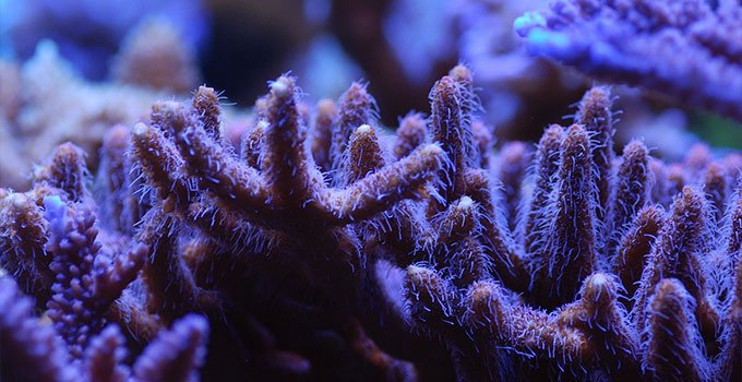 sert mercanlara örnek bir acropora mercan türü