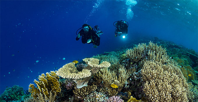 Su altı fotografçılığı mercan kolonileri görüntüsü