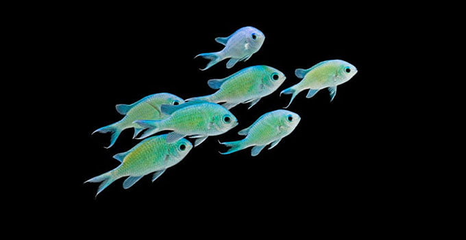 Tuzlu su Akvaryumu Balık uyumunda birlikte yüzen renkli bir balık sürüsü