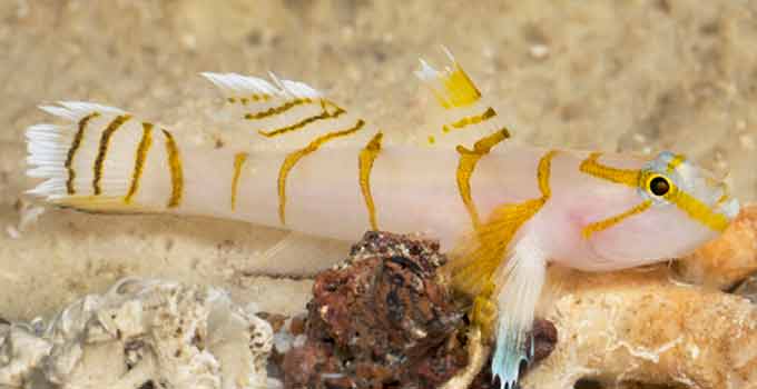 Coral Dergisi Temmuz/Ağustos 2020 Sayısı Keşfedilen yeni bir Balık türü