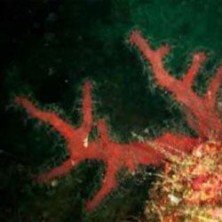 marmara denizinde bulunan kırmızı bir mercan türü