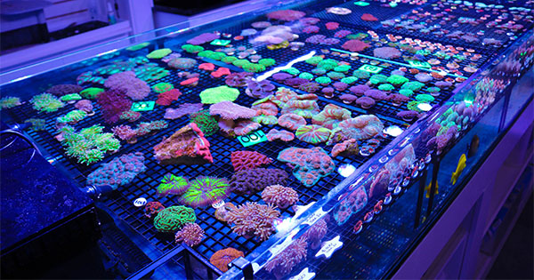 Yeni Başlayanlar İçin Mercan Satin Alma Rehberi