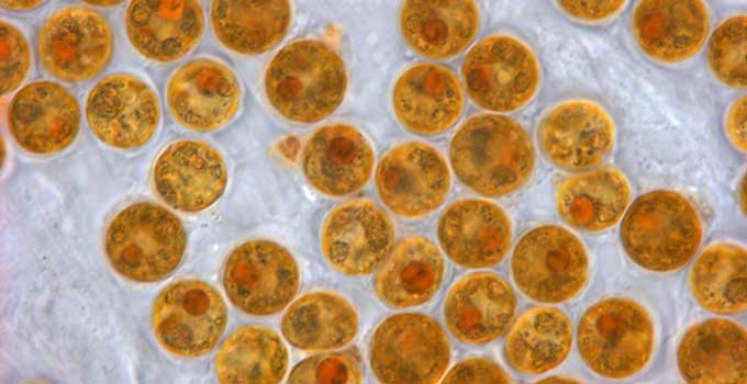 SPS ve LPS Mercanları Nasıl Beslenir Sorusunda Zooxanthellae Alglerin rölü