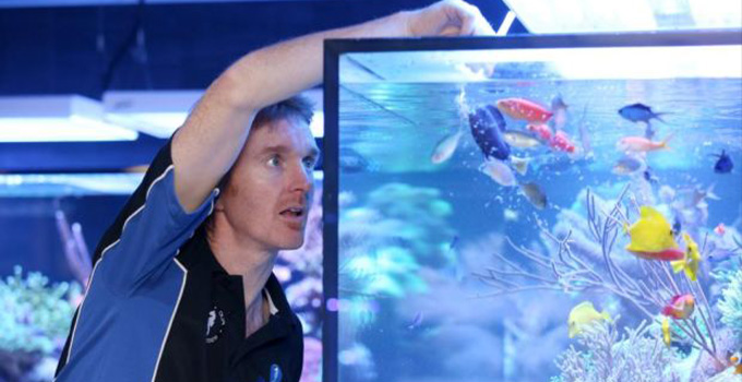 akvaryum balıkların depresyon sebeplerinden besin savaşı