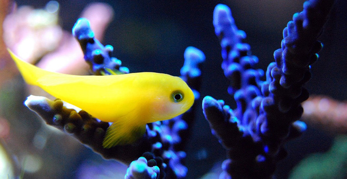 akvaryum balıklarında depresyon dışı balıklar