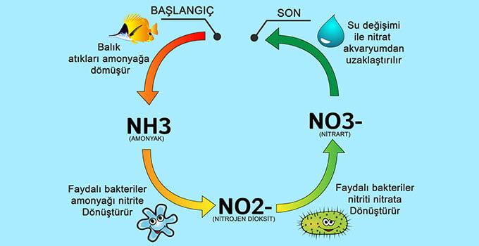 Akvaryumlarda Azot Döngüsünü balatmak