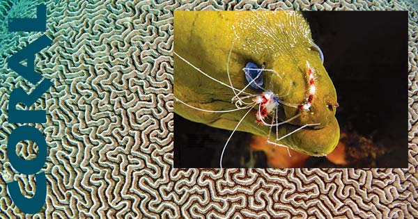 Coral Dergisi Eylül / Ekim 2022