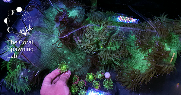 Elegance Coral Esaret Altında İlk Kez Yetiştirildi