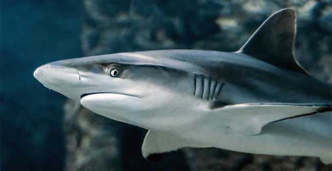 Tuzlu Su Akvaryumu Balık Uyumunda suda yüzen bir köpek balığı görseli