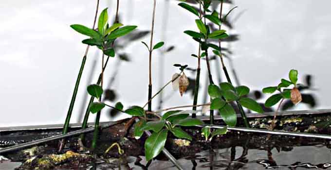 mangrov fidanları ve tohumları