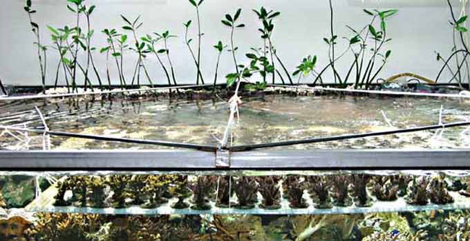 yüzen mangrov fidanları görseli