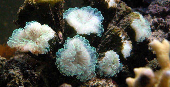 pigmentlerini kaybetmemiş mercan beyazlamasına örnek