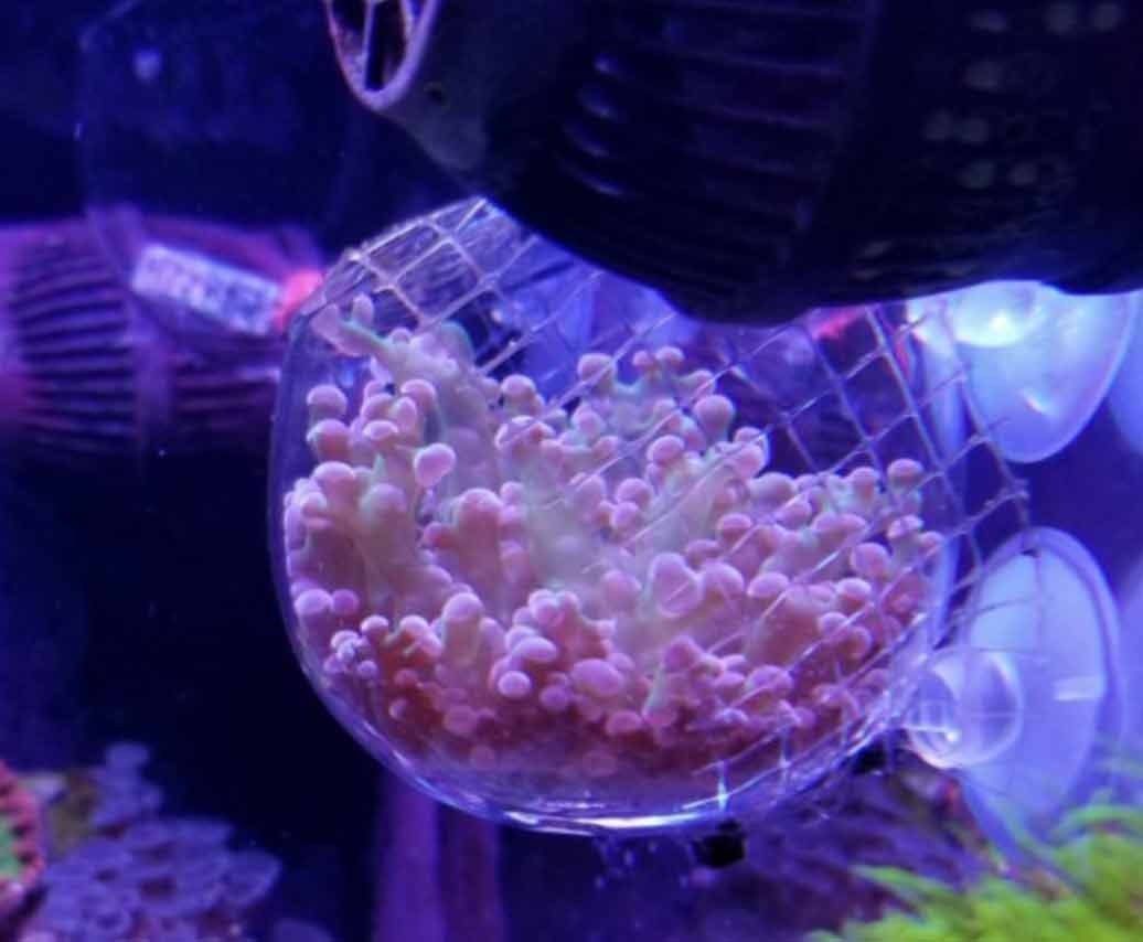 polip ayrılması yaşayan mercanın beslenmesine bir örnek