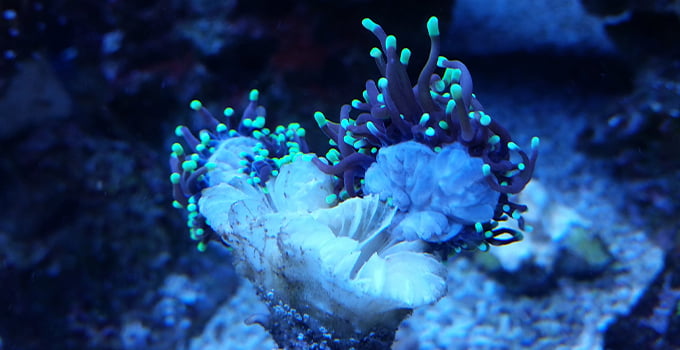polip ayrılması polyp bail-out a bir örnek mercan