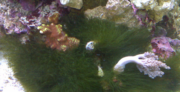 akvaryumlarda Fosfat Değeri, fosfatı Düşürmek ve Fosfatın Neden Olduğu Yosun Görseli