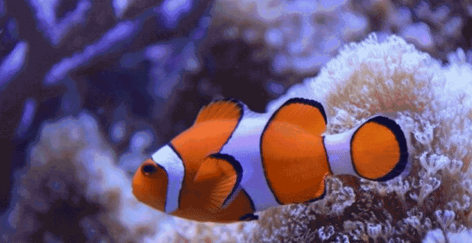 deniz akvaryumu kurulumu tuzlu su akvaryumu kurulumu